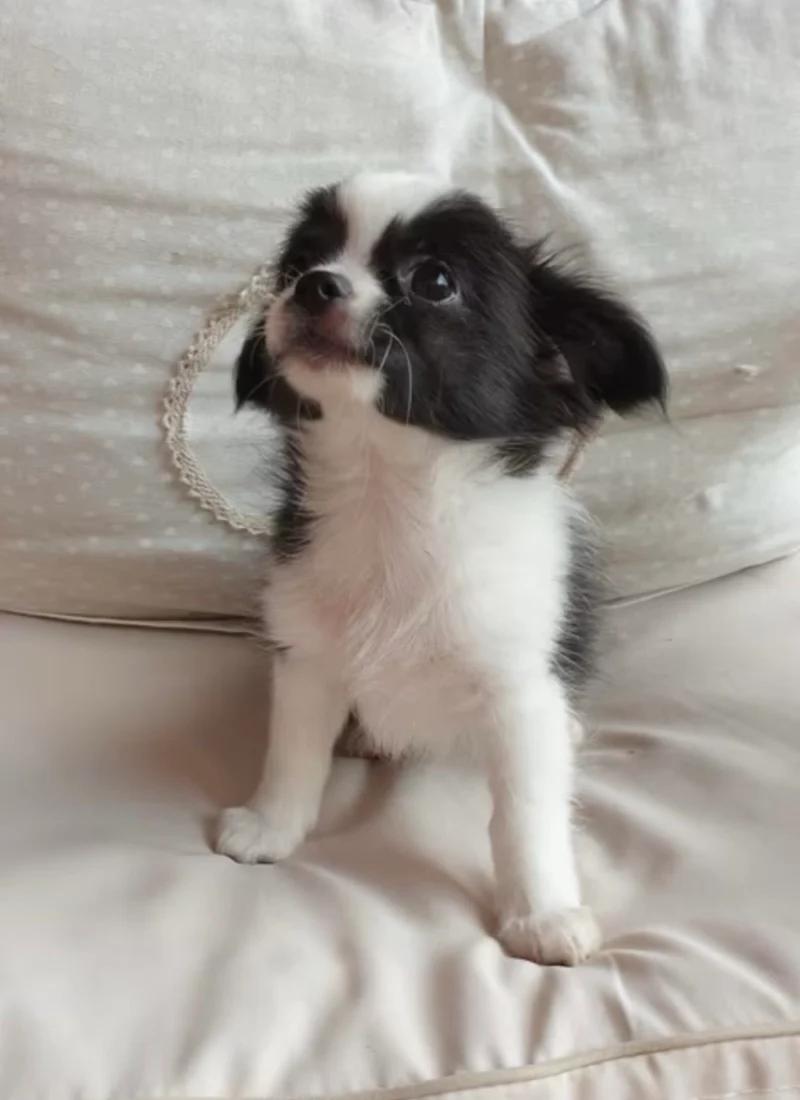 Small chihuahua puppy on ivory plush cushions