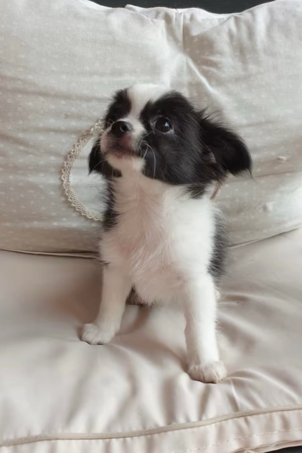 Small chihuahua puppy on a chair with ivory plush cushions