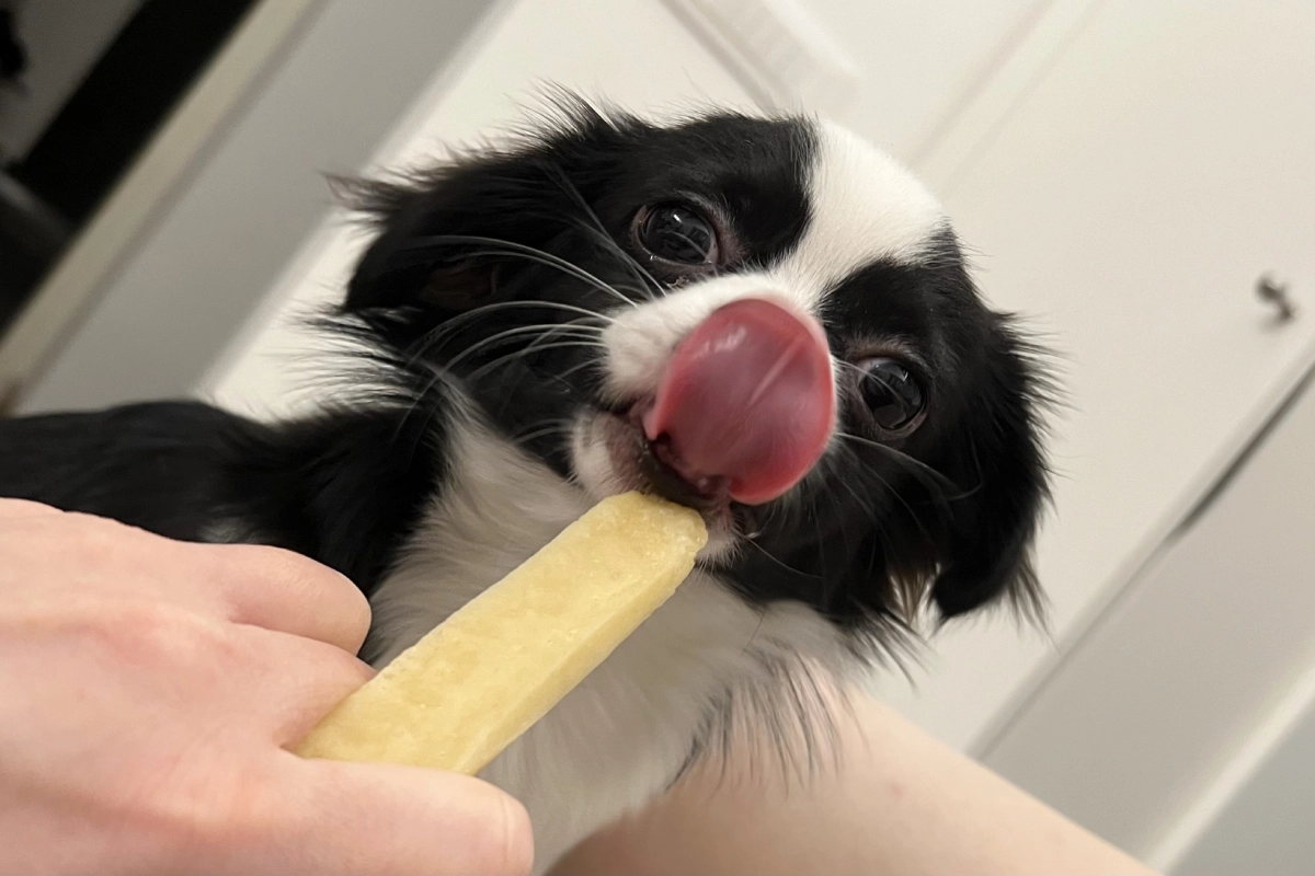 Chihuahua puppy eating a himalayan cheese dog chew