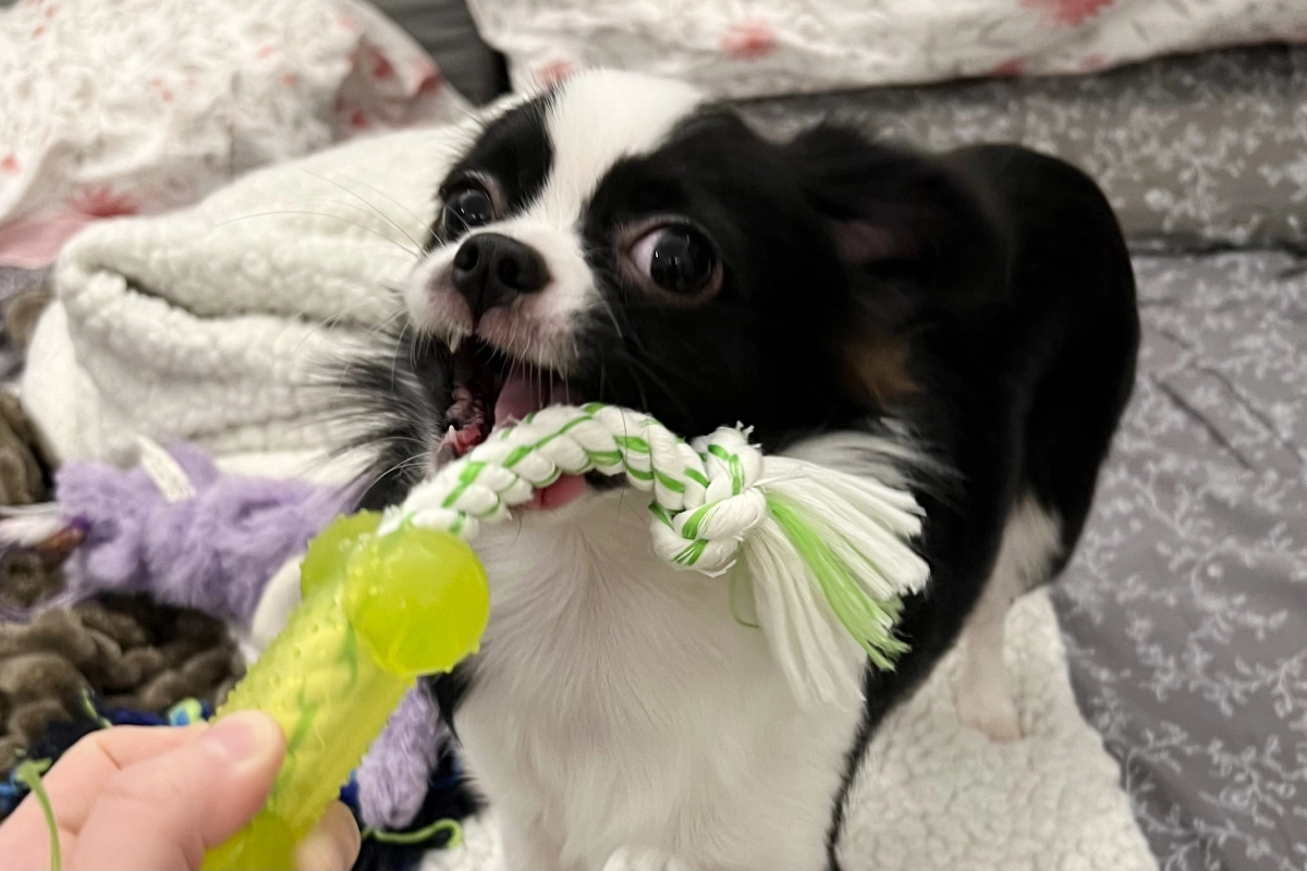 Small dog playing with colorful dog toys