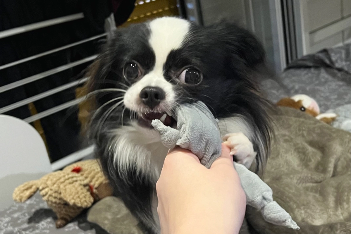 Chihuahua puppy playing with a dog toy
