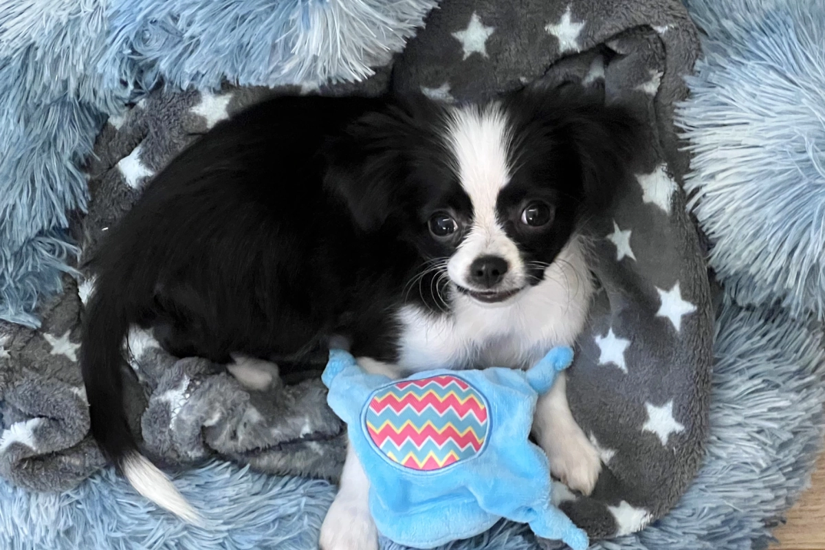 Chihuahua puppy in a blue donut-shaped dog bed with a stuffed plush toy