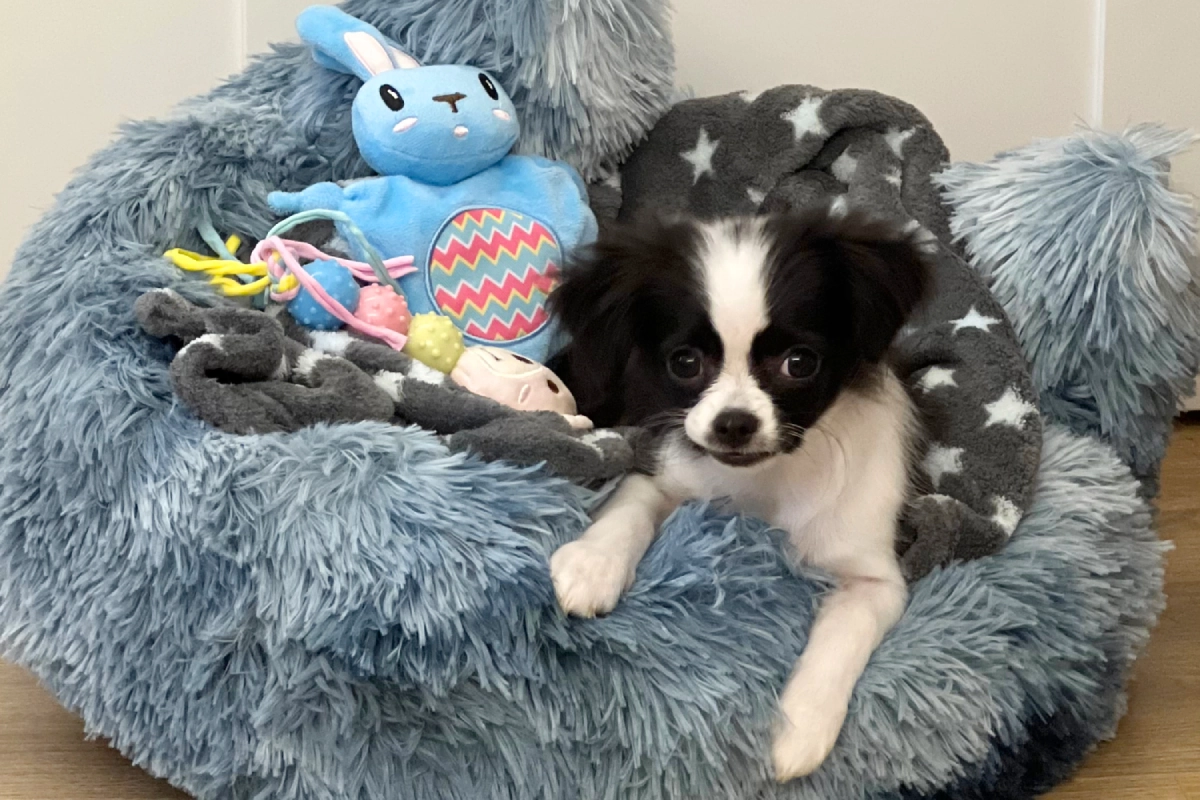 Chihuahua puppy in a donut-shaped bed with colorful dog toys and a blanket