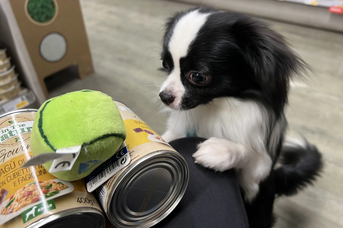 Chihuahua puppy begging for food and toys