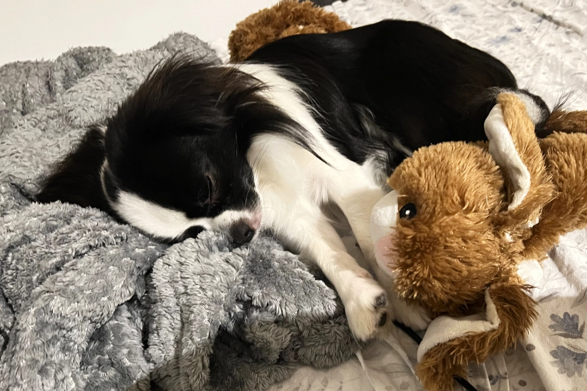 Small dog sleeping on a grey blanked with a stuffed plush toy